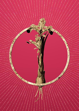 Viva Magenta Iris Persica