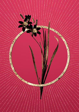 Viva Magenta Ixia Tricolor