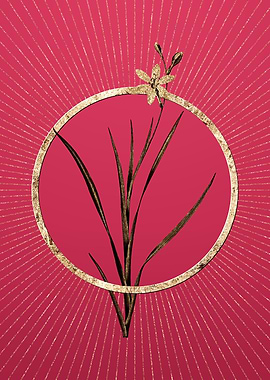 Gold Ixia Anemonae Flora