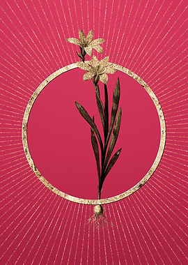 Viva Magenta Ixia Liliago