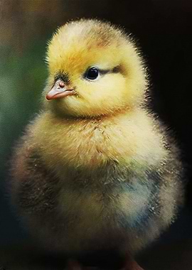 Cute Chicks