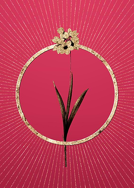 Viva Magenta Ixia Maculata