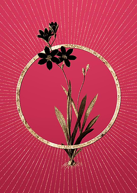 Gold Ixia Grandiflora