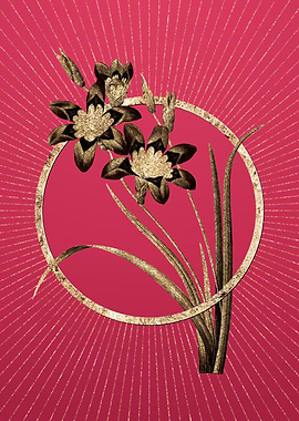 Ixia Tricolore on Magenta