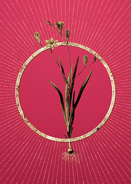 Ixia Bulbifera on Magenta