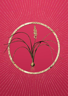 Lachenalia Angustifolia