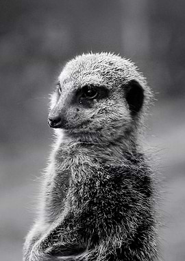 Meerkat suricate