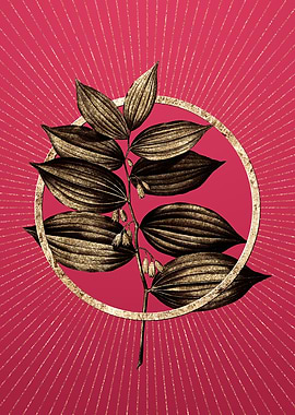 Gold King Solomons Seal