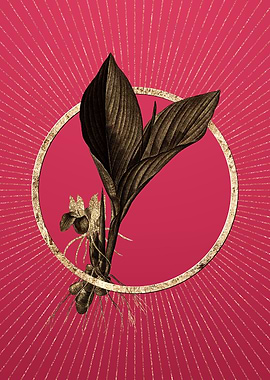 Koemferia Longa on Magenta