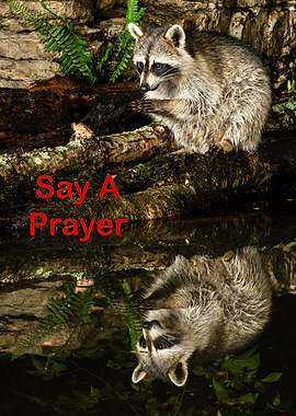 Raccoon Say A Prayer