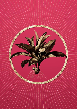 Kaempferia Angustifolia