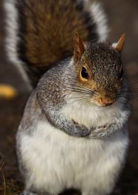 Squirrel Stood Curiously