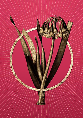 Viva Magenta Knysna Lily