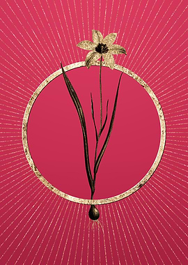 Lady Tulip on Viva Magenta