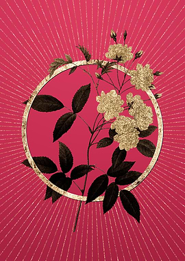 Lady Banks Rose on Magenta