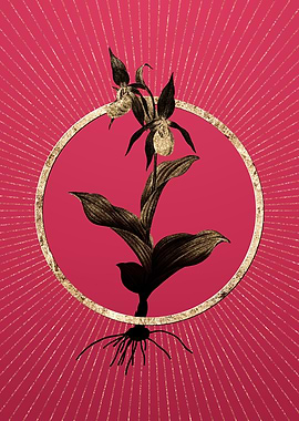 Gold Ladys Slipper Orchid