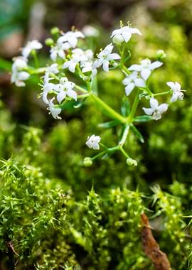 heath bedstraw out of moss