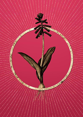 Gold Lachenalia Pendula