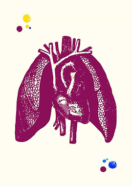 Heart and Lungs