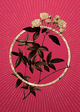 Lady Banks Rose on Magenta