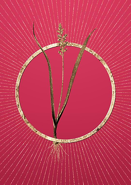 Gold Lachenalia Pallida