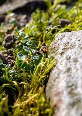 Moss between the cobbles 2