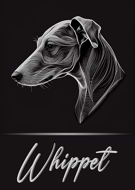 Whippet
