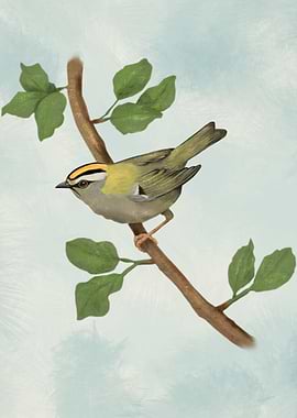 Common firecrest