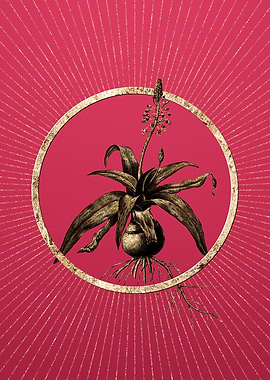 Lachenalia Lanceaefolia