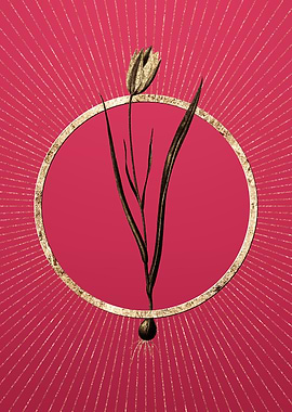 Lady Tulip on Viva Magenta