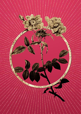 Lady Monson Rose Bloom