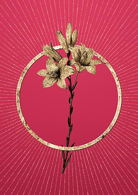 Viva Magenta Madonna Lily