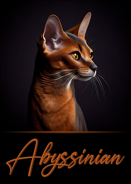 Elegant Abyssinian