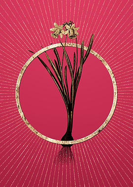 Gold Lesser Wild Daffodil