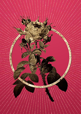 Gold Four Seasons Rose