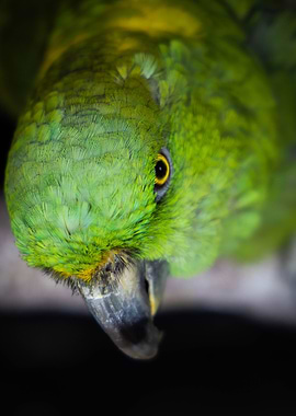 Yellow Napped Parrot