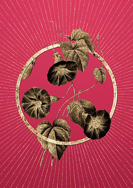 Viva Magenta Morning Glory