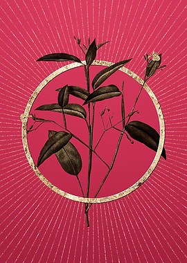 Gold Maranta Arundinacea