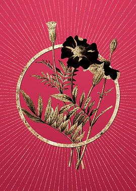 Gold Mexican Marigold