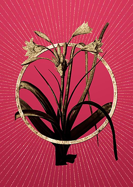 Viva Magenta Malgas Lily