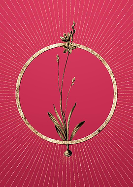 Gold Mossel Bay Tritonia