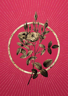 Gold Mossy Pompon Rose