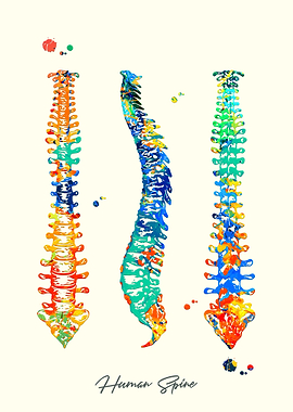 Human Spine