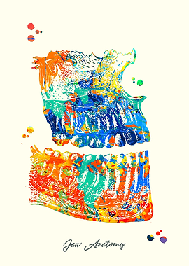 Jaw Anatomy