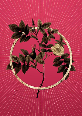 Gold Mountain Rose Bloom