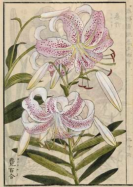 Lilium Speciosum Thunb