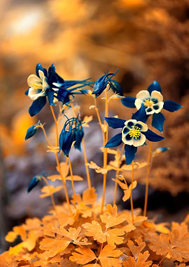 Blue columbine flowers