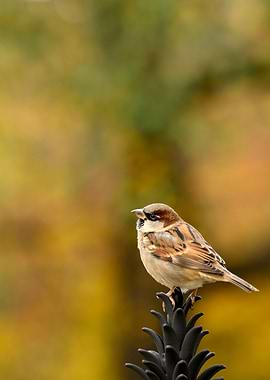Sparrow on 5th Avenue Iron