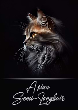 Asian Semi Longhair