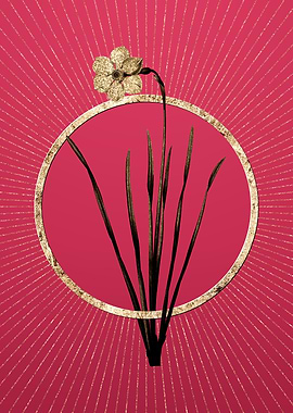 Gold Narcissus Poeticus